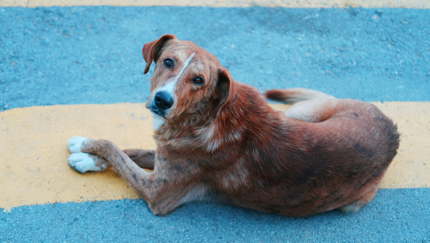 stray dog;health guide to dog;