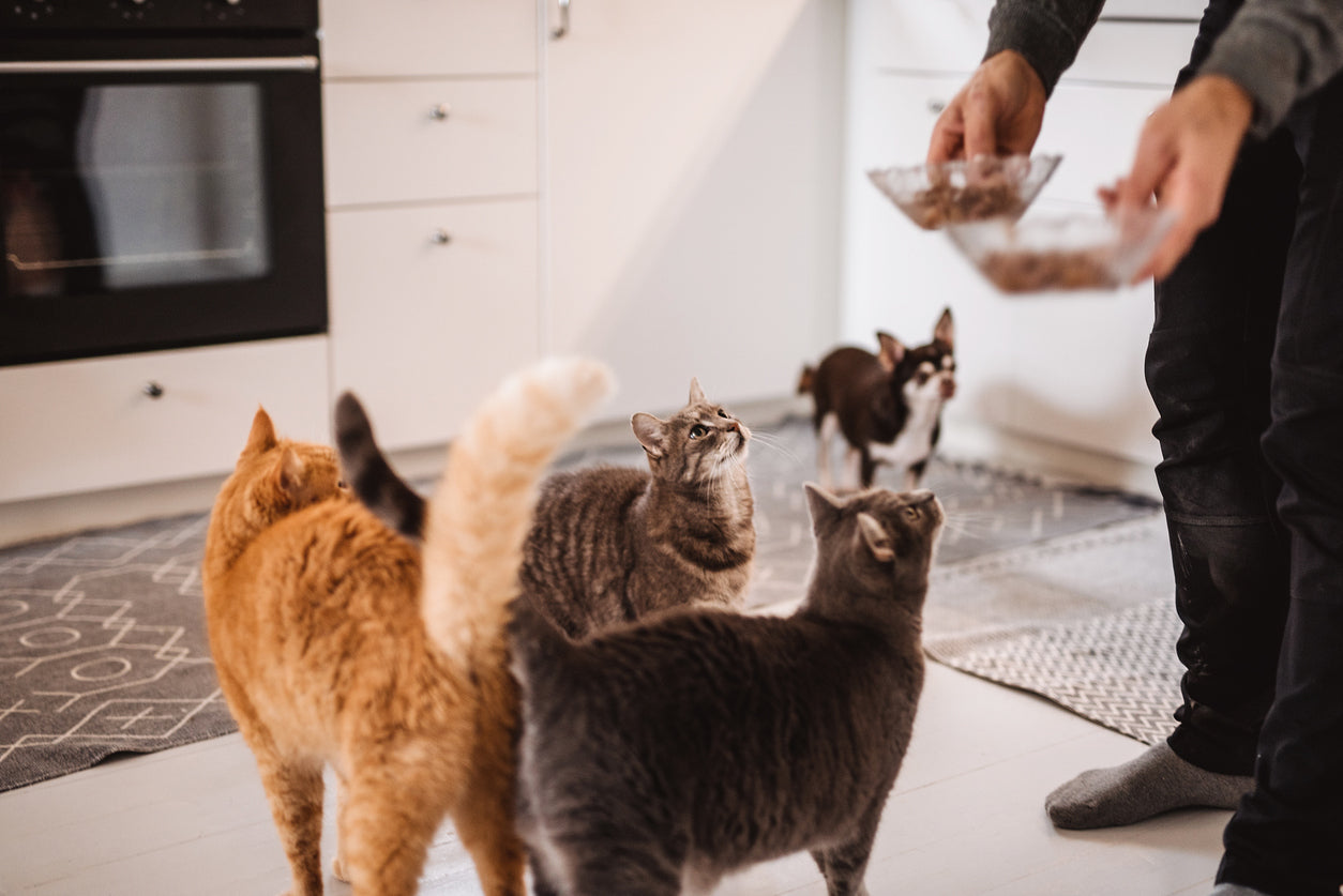 Common Cat Feeding Mistakes and How to Avoid Them