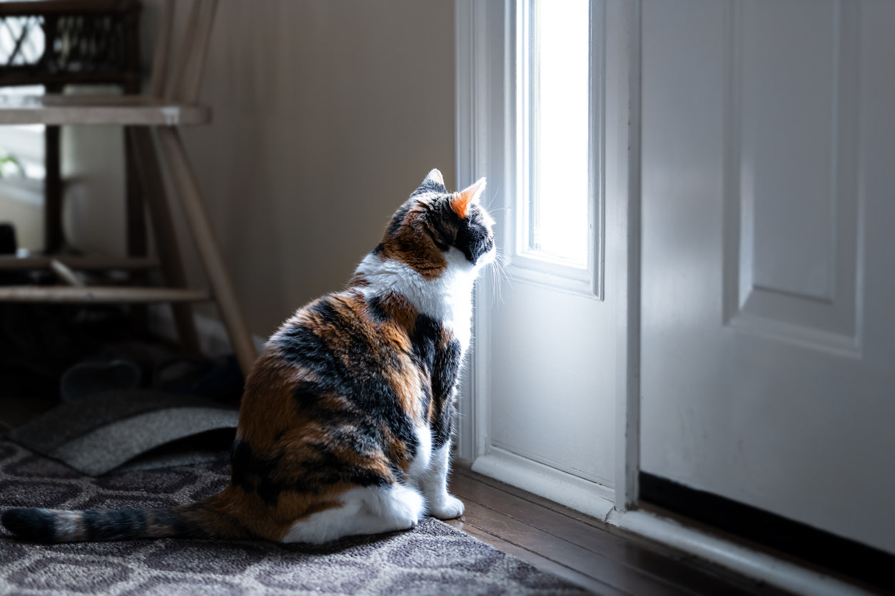 A cat waiting it's pet parent away from home.