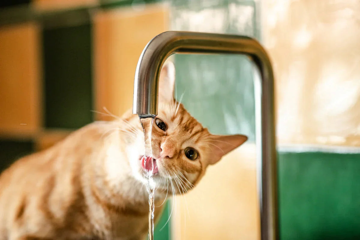 What Experts Recommend for Keeping Your Cat Hydrated