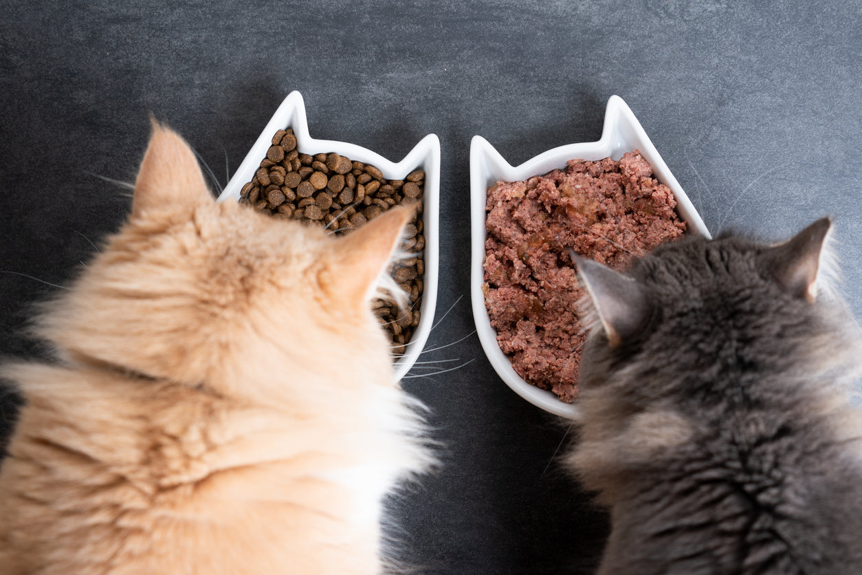 Two cats eating wet and dry food together.