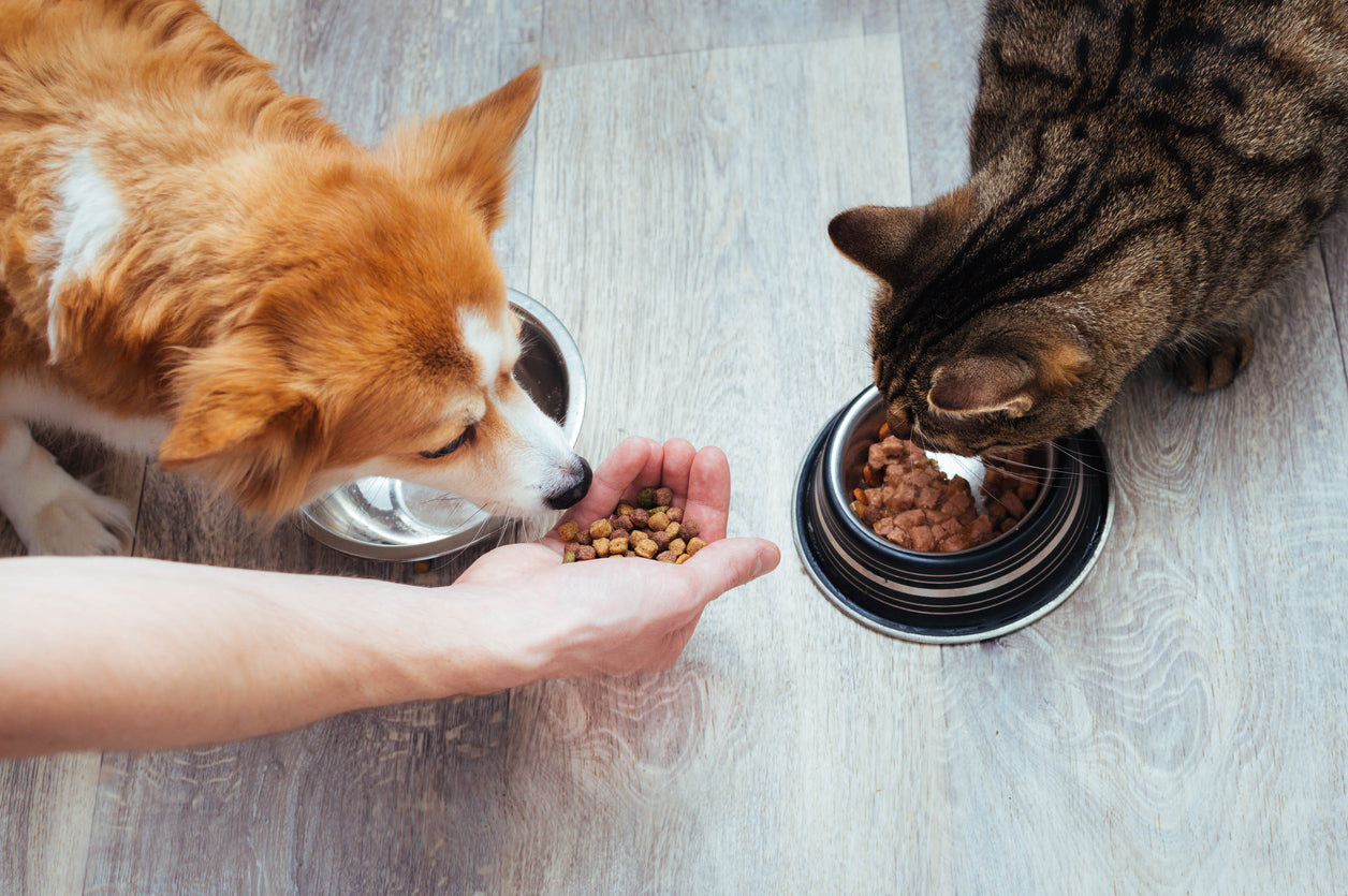 Feeding is always a problem for cat and dog household.