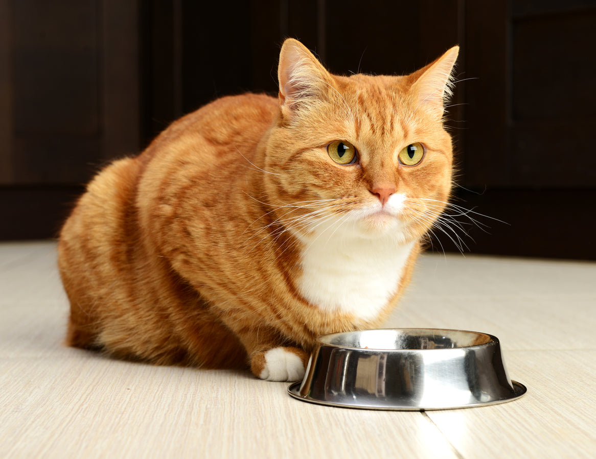 What Your Cat’s Eating Behavior Can Reveal