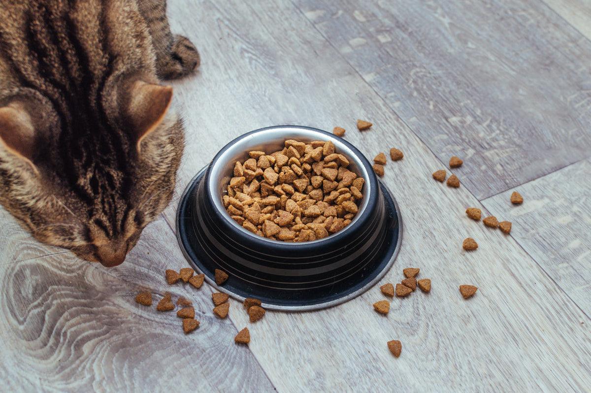Are You Tired of Cleaning Up After Your Cat’s Mess?