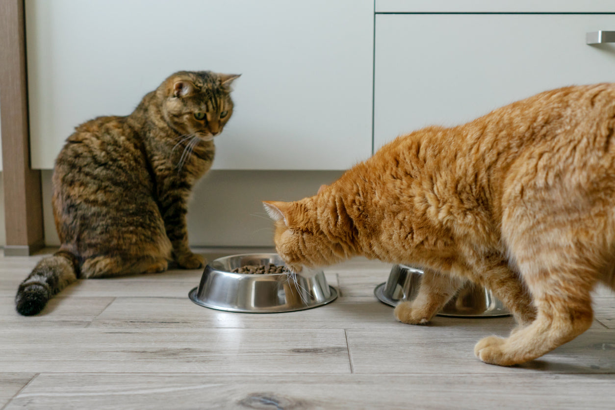 Stress-free feeding is important for multi-cat home.