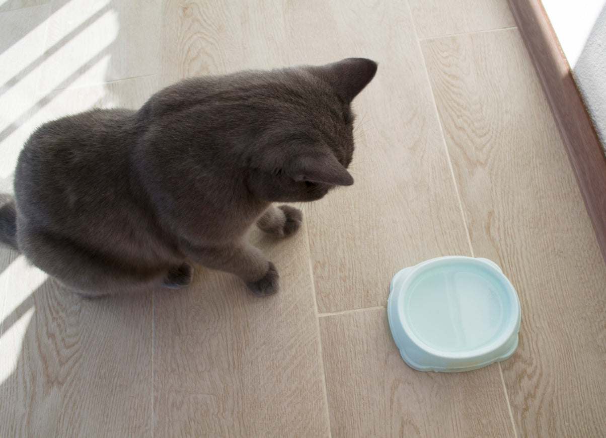 Stainless Steel vs Plastic Cat Bowls: What Veterinarians Say