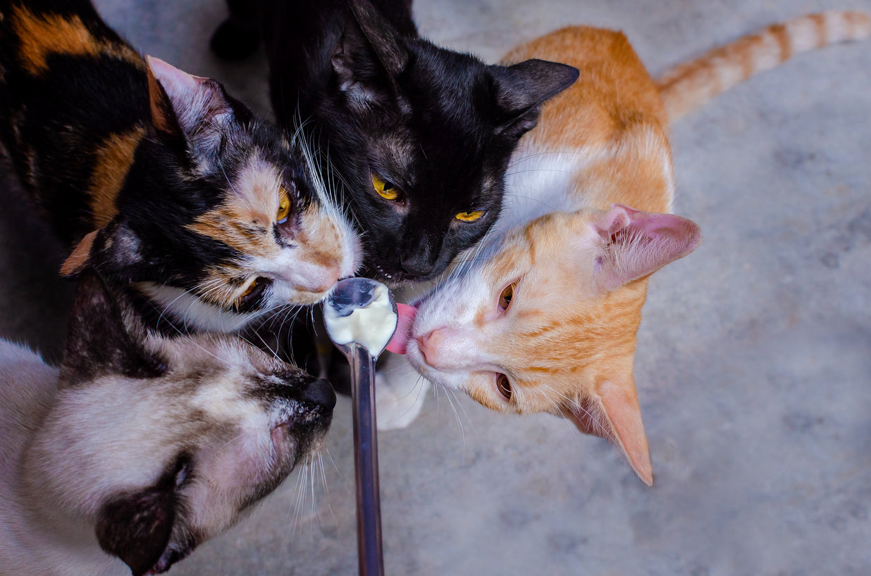 Food competition in multi-cat households can lead to physical and psychological illnesses.