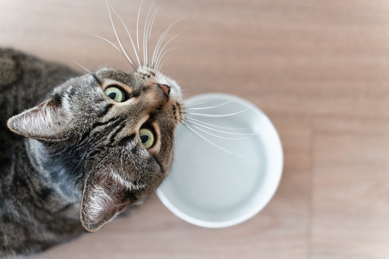 Pet Fountains vs Bowls: Which is Best for Your Pet's Hydration?