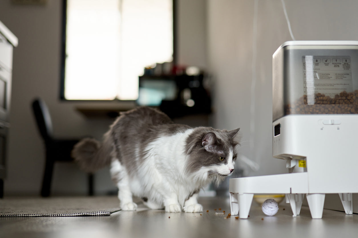 A cat eating from a traditional gravity cat feeder.