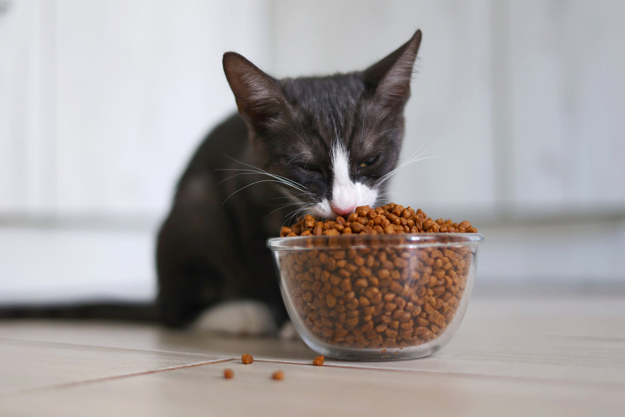 A kitten eating a large bowl of kibble.