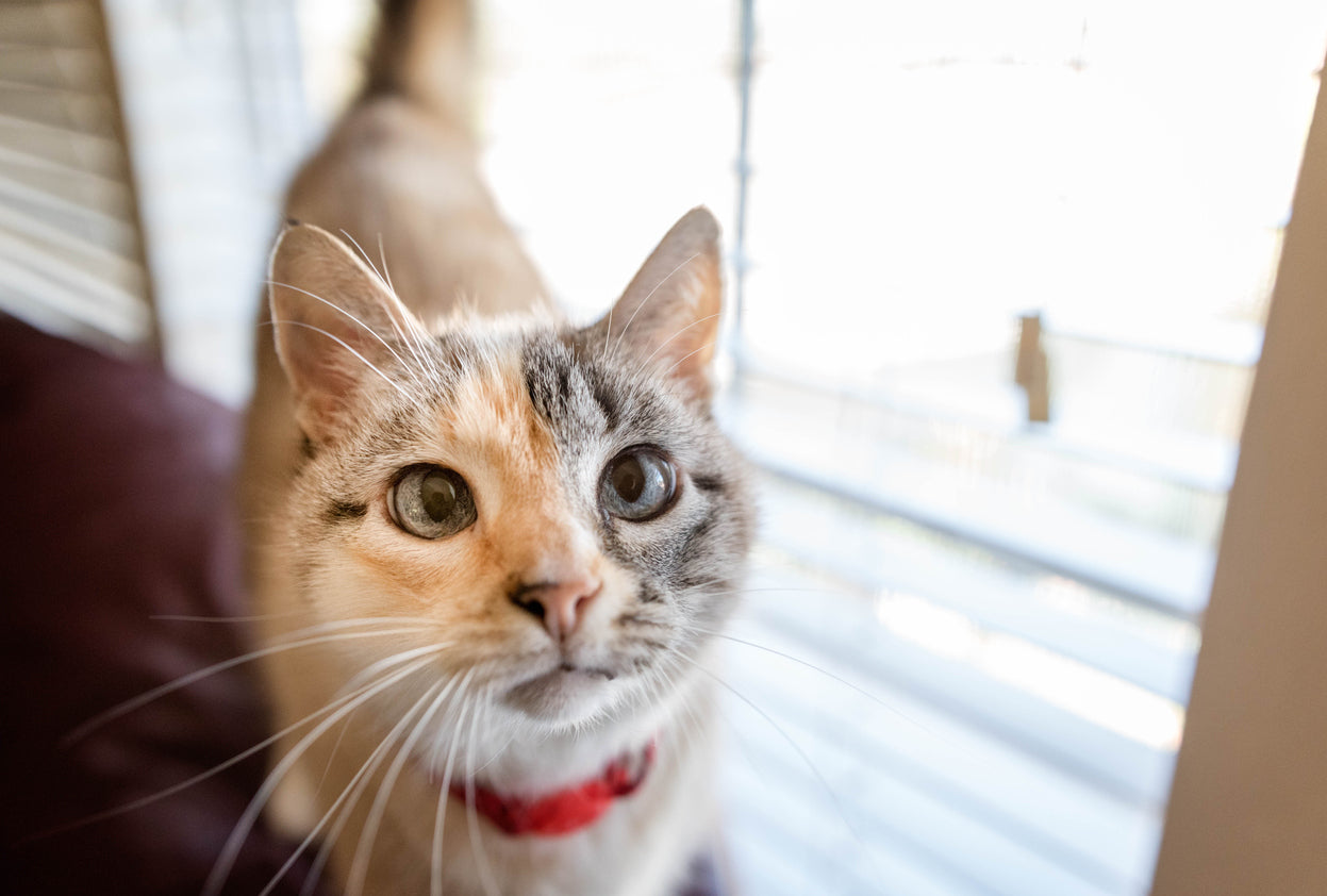 Cat collars will gradually be phased out.