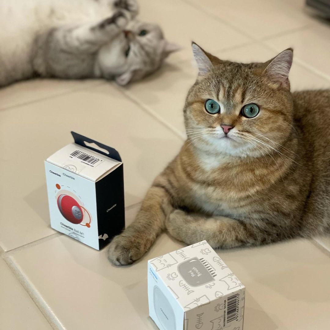Try Cheerble smart cat toy to give your cat the best enrichment!