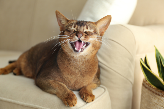 A brown Abyssinian cat lying on a beige sofa, yawning with its mouth open and eyes partially closed, appearing completely relaxed and comfortable. A green plant is visible in the background, creating a cozy home atmosphere