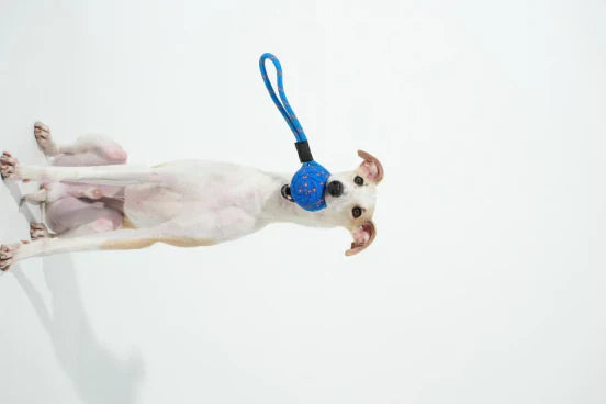 A white whippet-like dog plays indoors with a blue interactive dog toy on a white background