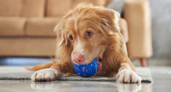 Stop Separation Anxiety with the Interactive Dog Toys for Home Alone