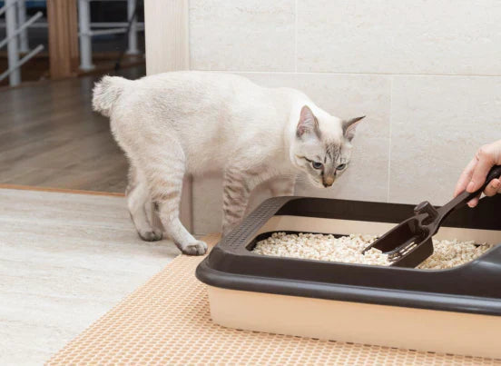 A person's hand uses a scoop to clean a cat litter box filled with wood pellets, as a curious Siamese cat watches nearby.