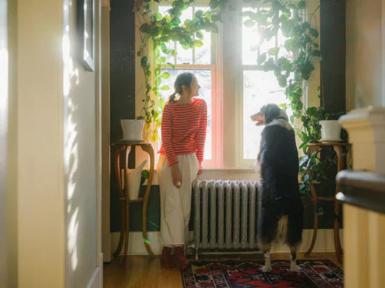 Person in striped red shirt standing by a window with plants, accompanied by a black and white Border Collie looking out together