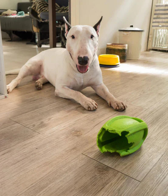 Cute puppy chewing on a plastic or metal furniture leg, showing destructive teething behavior