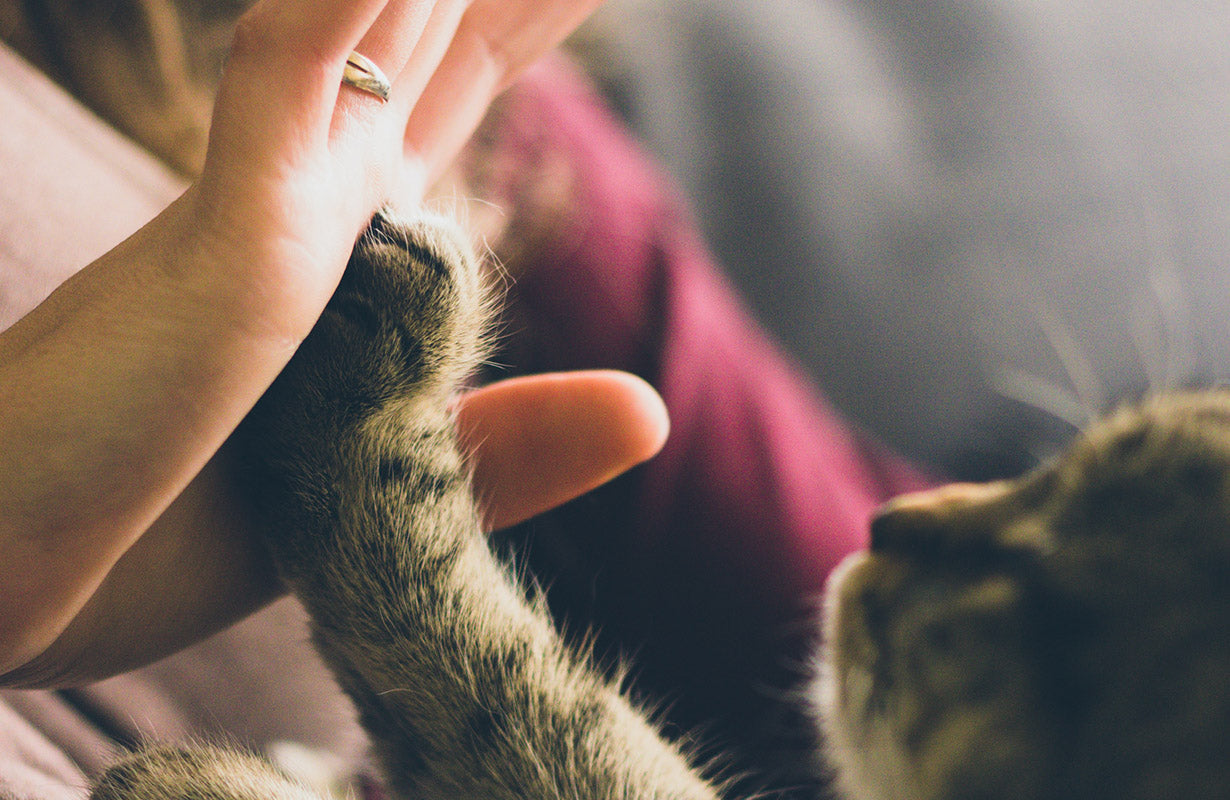 Cat high-fives its owner