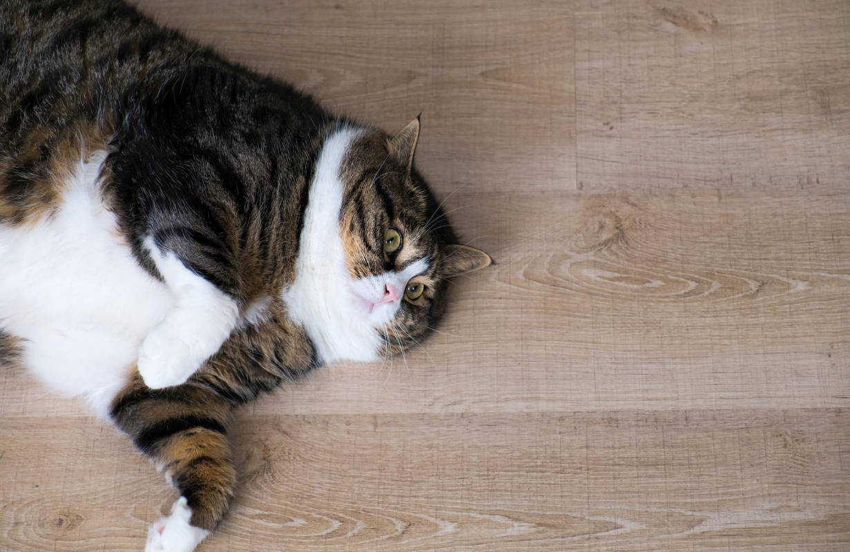 A very fat cat lying on the floor