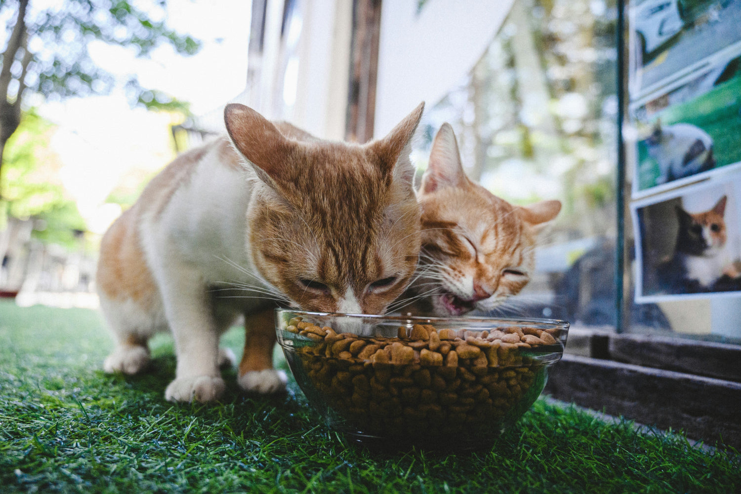 Why Separate Feeding Is Essential for Multi-Pet Families