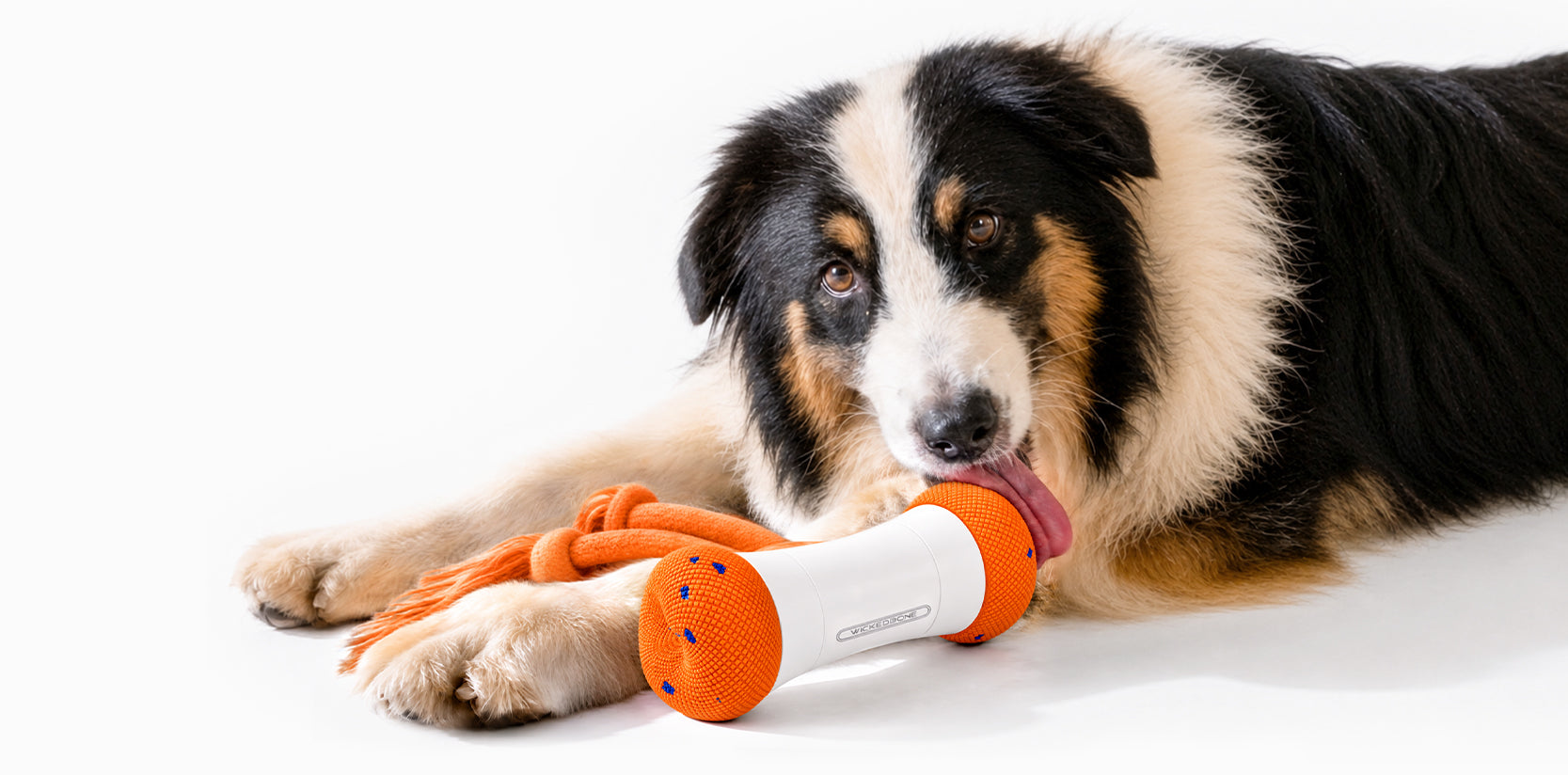Wickedbone Air | APP-Controlled Smart Dog Toy | Buy Now