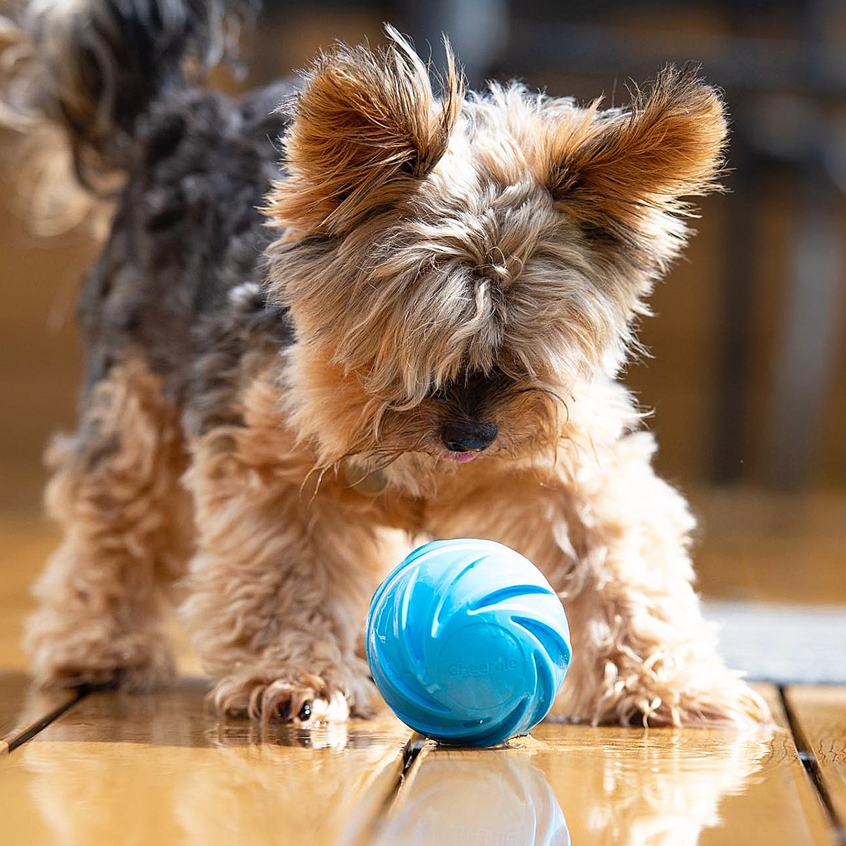 3 Interactive Modes Cheerble Intelligent Interactive Dog Toy Ball with LED  Lights, Wicked Ball SE, Made of Natural Rubber, Active Rolling Ball for  Puppy/Small/Medium Dogs and Cats, DC Rechargeable Blue