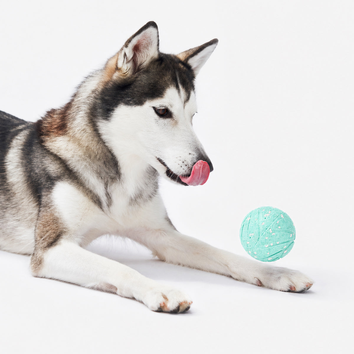 Dog enjoying Cheerble Wicked Ball Air toy #Color_Aqua