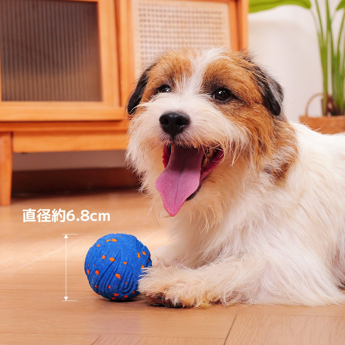 @ja #Color_Royal Blue