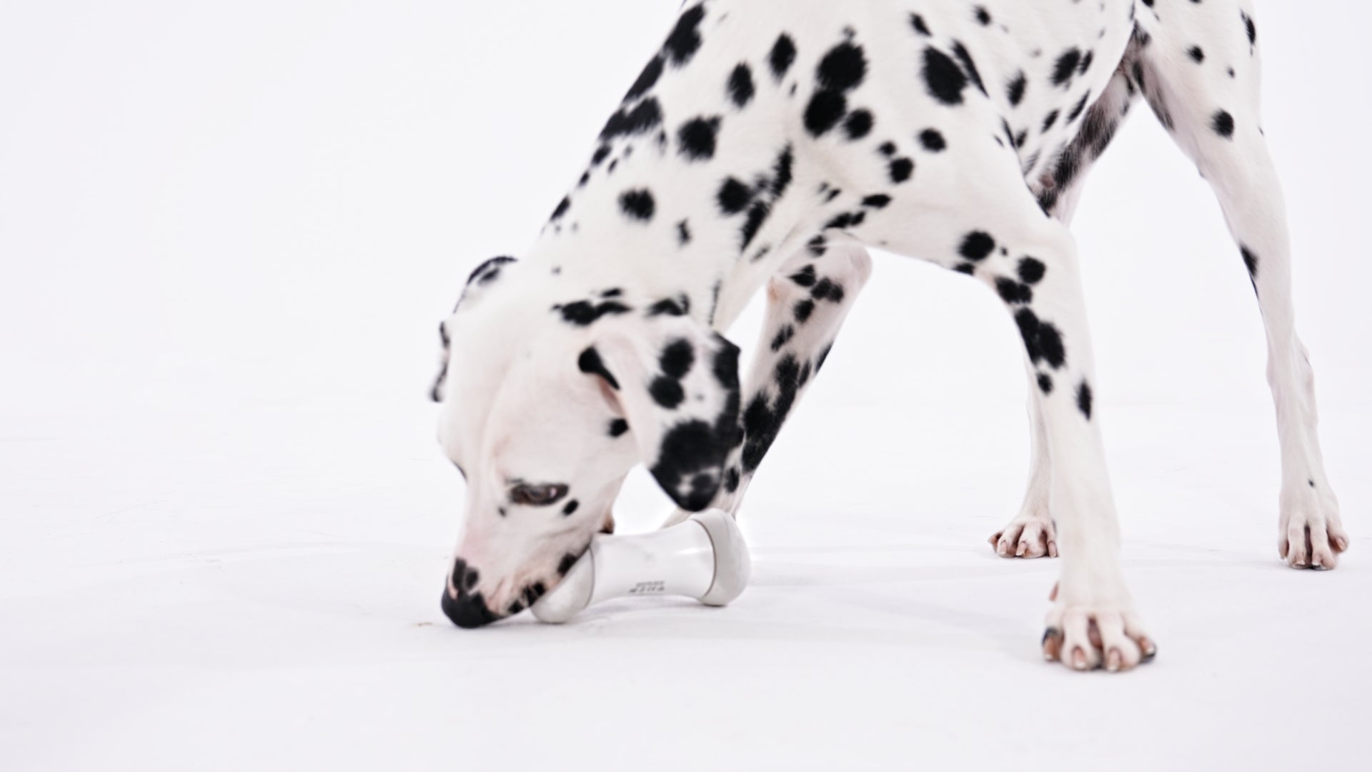 Wickedbone Dog Toy | Smart & Interactive Fun!