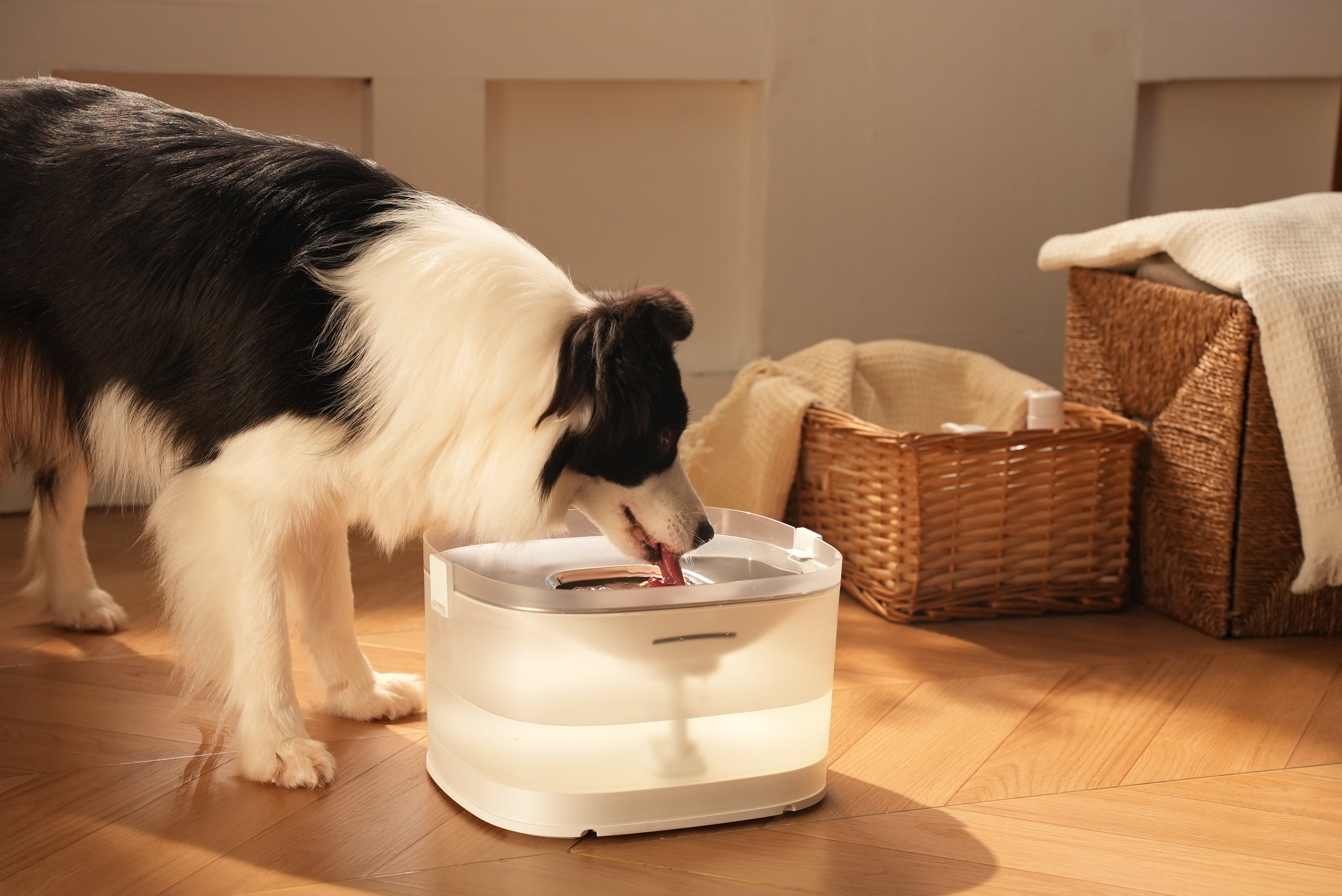 ペット給水器 Elfin D1 Pro｜愛犬用新鮮なお水｜今すぐ購入