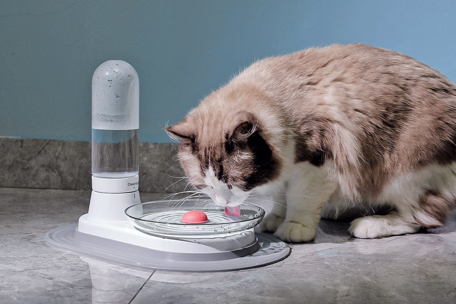 Cat drinking water clearance but not eating