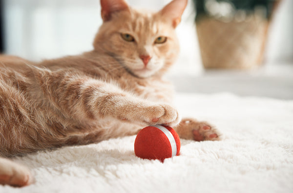 Revive Natural Instincts with Cat Enrichment Toys for Bored Cats