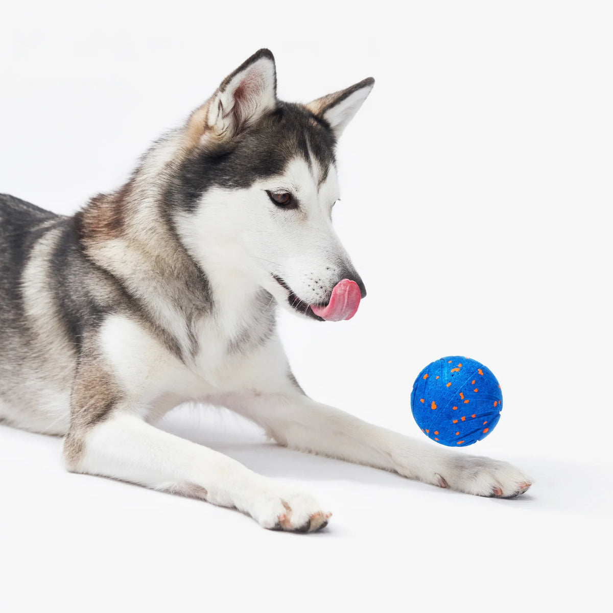Dog enjoying Cheerble Wicked Ball Air toy #Color_Royal Blue