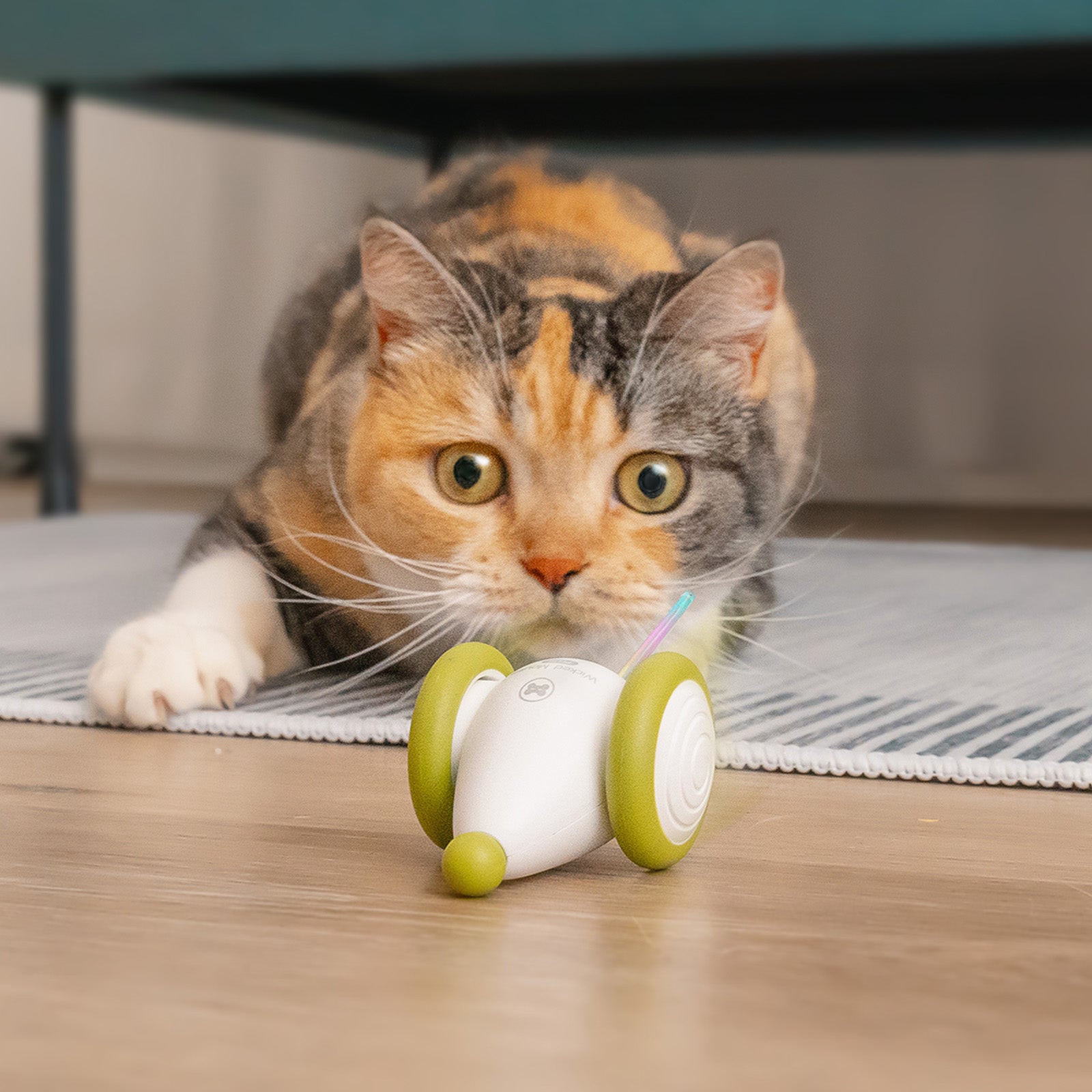 Cat playing with Wicked Mouse PLUS interactive toy