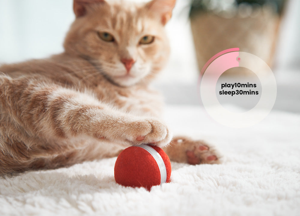 fluffy cat ball