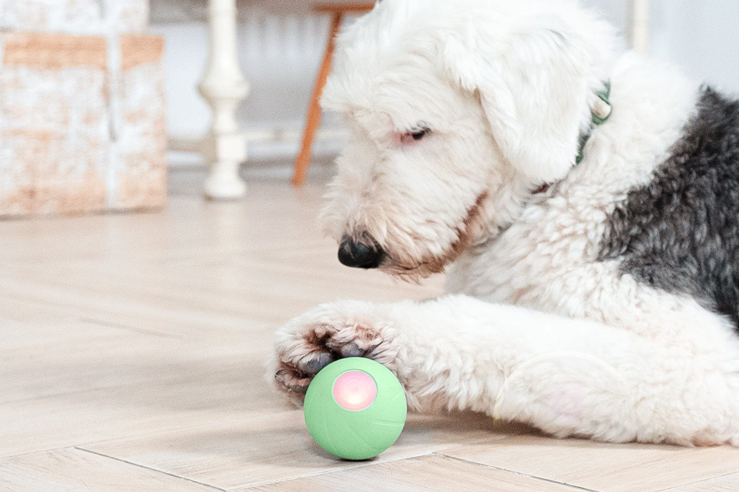 Active rolling ball dogs online