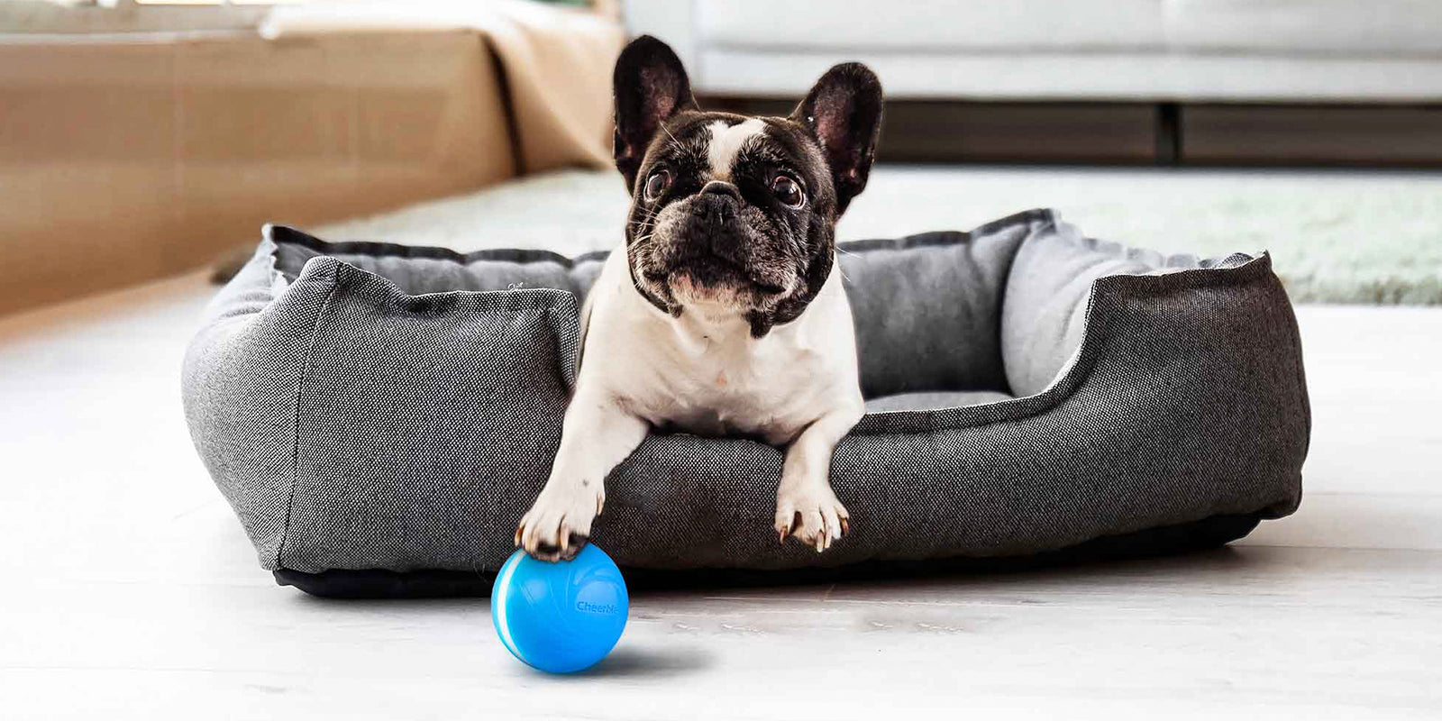 Wicked Ball 100 Automatic Interactive Ball for Your Pets