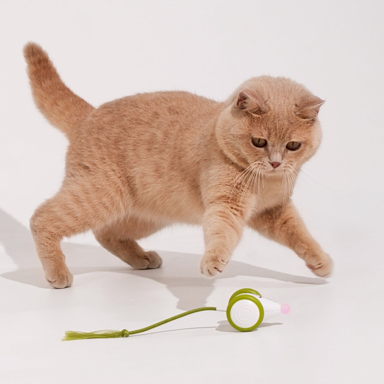 What Toy Can Mimic Prey Cat: Top Picks for Irresistible Play